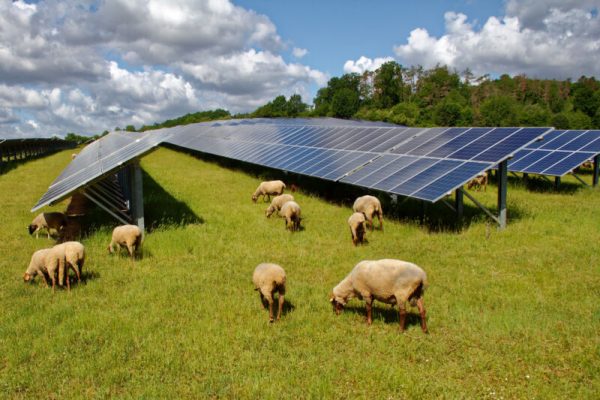 Ứng dụng điện mặt trời trong chăn nuôi