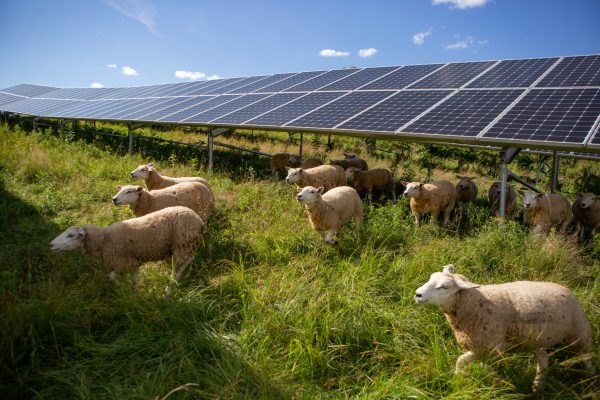 Application of solar power in livestock