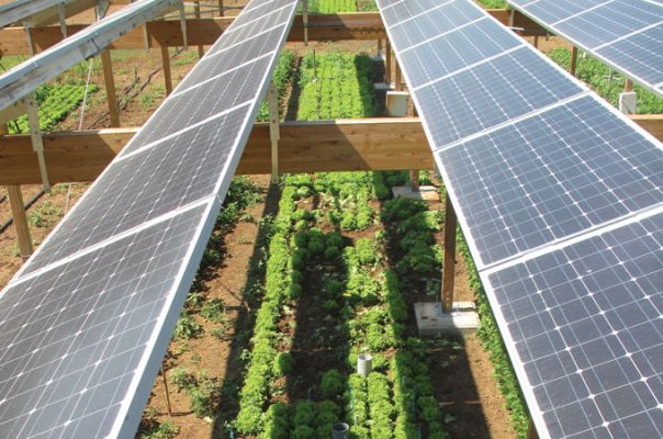 Ứng dụng điện mặt trời trong trồng trọt